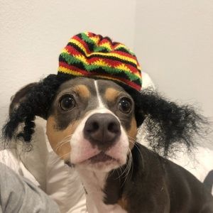 XS Bob Marley hat dog Halloween costume